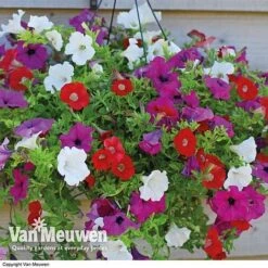 Petunia Surfinia® Collection -Fresh Planty Shop vsurf