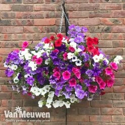 Petunia Surfinia® Collection -Fresh Planty Shop vsurf2