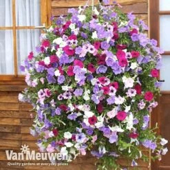 Petunia Surfinia® Collection -Fresh Planty Shop vsurf3