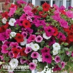 Petunia Surfinia® Collection -Fresh Planty Shop vsurf5