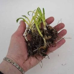 English Bluebells -Fresh Planty Shop z BLUE P7146 C h