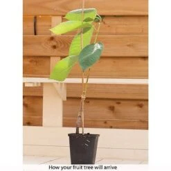 Patio Fruit Tree Collection -Fresh Planty Shop z COLL T56849 B h