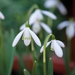 Snowdrops In The Green 7 Snowdrops In The Green -Fresh Planty Shop z GALA NIVALIS T00739