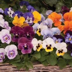 Viola 'Autumn Jewels Mixed' (Garden Ready) 6 Viola 'Autumn Jewels Mixed' (Garden Ready) -Fresh Planty Shop z VIOL T62669 A h