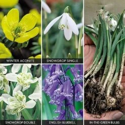 Spring Bulbs In The Green Collection -Fresh Planty Shop z bulb v59885 a h