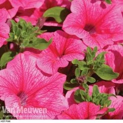 Petunia 'Surfinia' Pre-Planted Basket -Fresh Planty Shop z pet2