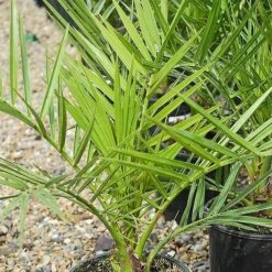 Phoenix Palm -Fresh Planty Shop z phoenix palm2