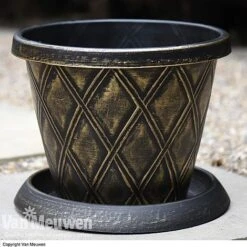 Calendula 'Power Daisy' Collection -Fresh Planty Shop z sund v56706 a1