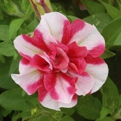Petunia 'Frills & Spills™ Mixed' -Fresh Planty Shop z z PETU T16418 A h