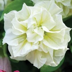 Petunia 'Frills & Spills™ Mixed' -Fresh Planty Shop z z PETU T16421 A h