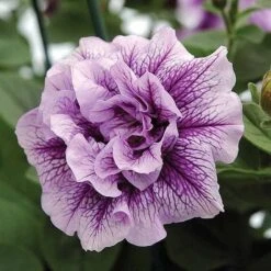 Petunia 'Frills & Spills™ Mixed' -Fresh Planty Shop z z PETU T16422 A h